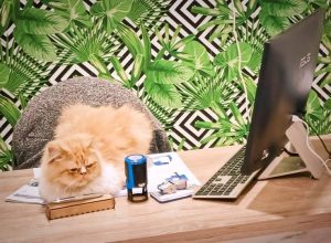 Vétérinaire Ksar Hellal et Moknine - soins animaux