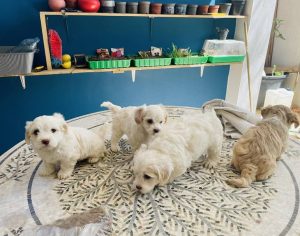 Chirurgie et vaccination animaux- vétérinaire à Borj Cedria Dr Ines Layali