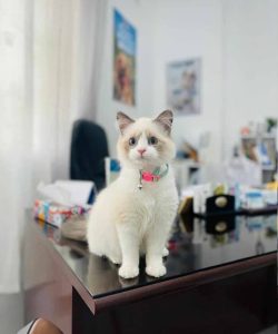 vétérinaire à Borj Cedria - Pension et toilettage des chats