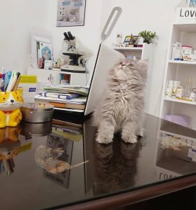 Médecin vétérinaire à Borj Cedria - Clinique Dr Ines Layali